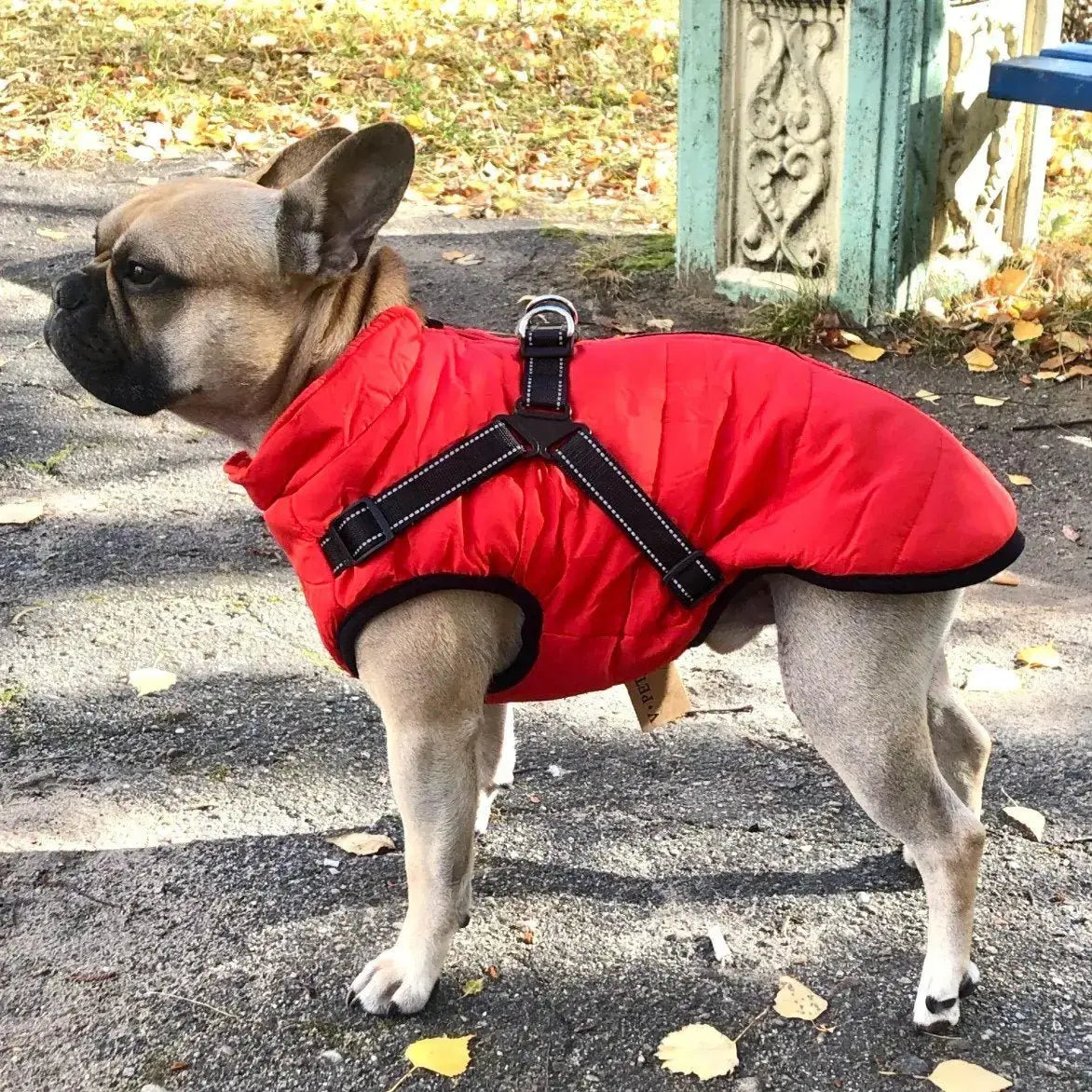 🐱🐶❄️ Topla podstavljena jakna za pse i mačke — vodoodbojna, s reflektirajućim elementima i ugrađenim pojasom, dostupna u veličinama S-5XL